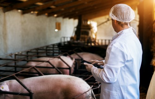 「【株式会社Eco-Pork】LoRaWANセンサーで農場の「今」を知らせて、カイゼンへ」のアイキャッチ画像